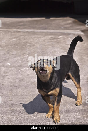 Wachhund Stockfoto