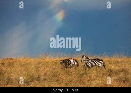 Zebra-Herde und Regenbogen-Himmel Stockfoto