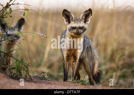 Hieb-eared Fuchs in Savanne Stockfoto