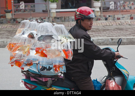 Mobilen Verkäufer verkaufen Goldfische in Plastiktüten gefüllt mit Wasser, von der Rückseite von seinem Roller in Hon Gai, Vietnam Stockfoto