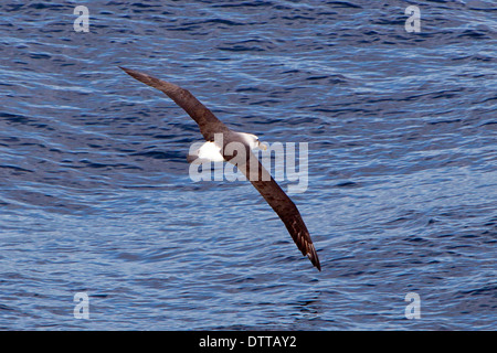 Eine einzelne schwarze Browed-Albatros (Thalassarche Melanophrys) über dem Meer, vor der Südspitze der Südinsel, Neuseeland Stockfoto