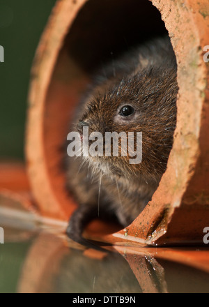 Eine europäische Wasser-Wühlmaus (Arvicola Amphibius) Stockfoto