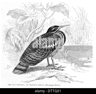 Sonne-Rohrdommel oder Pfau Heron Eurypyga helias Stockfoto
