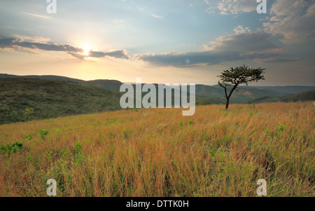 Akazie Baum mit Blick auf Berge und den Sonnenuntergang, Zululand, Südafrika Stockfoto