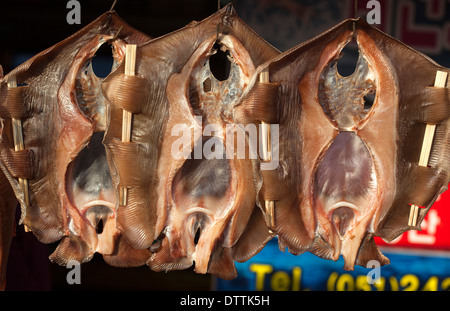 Ray Fisch zum Verkauf an Jagalchi Seafood Market Busan in Südkorea Stockfoto