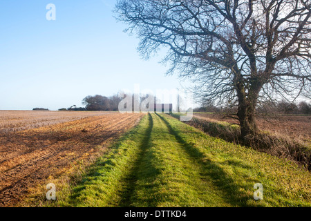 Landschaft der lange gerade grasbewachsenen Weg vorbei an einem Baum im Winter, Sutton, Suffolk, England Stockfoto