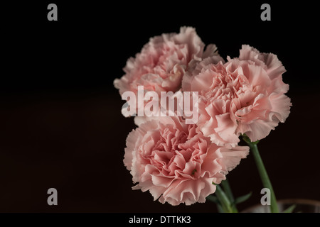 Drei Rosa Nelken auf schwarzem Hintergrund Stockfoto