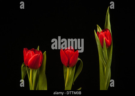 Lebhafte rote Tulpen auf schwarzem Hintergrund Stockfoto