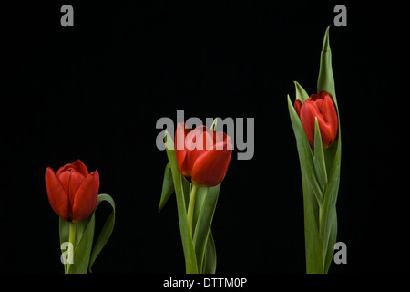 Lebhafte rote Tulpen auf schwarzem Hintergrund Stockfoto