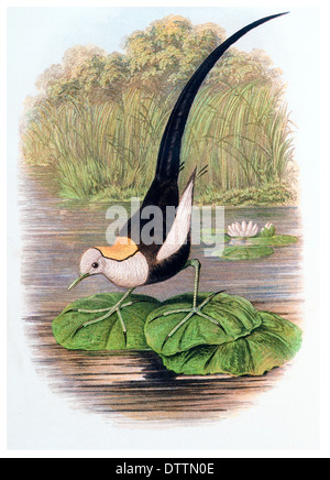 Chinesische Jacana Hydrophasianus Sinensis Stockfoto