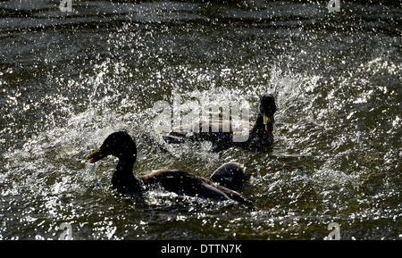 Bueckeburg, Deutschland. 24. Februar 2014. Zwei Stockenten (Anas Platyrhynchos) Drachen kämpfen um ein Weibchen in der Schloßteich in Bueckeburg, Deutschland, 24. Februar 2014. Foto: PETER STEFFEN/DPA/Alamy Live-Nachrichten Stockfoto
