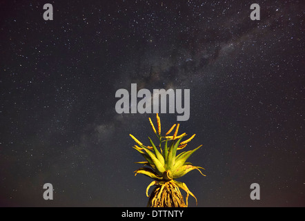 Berg-Aloe in der Nacht unter dem Milky Way, Zululand, Südafrika Stockfoto