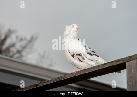 Eine phantastische Taube, in der taube Welt bekannt als eine orientalische Halskrause oder alte niederländische Kapuziner hat seinen Käfig und Eigentümer entgangen und ist auf einen Zaun. USA Stockfoto