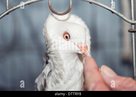 Eine phantastische Taube, in der taube Welt bekannt als eine orientalische Halskrause oder alte niederländische Kapuziner. Closeup zeigen eines Menschen Hand berühren die Rechnung der Taube. USA Stockfoto