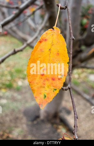 Nahaufnahme von einem gelben Herbst Blatt von einem crabapple Tree, Malus. Oklahoma, USA Stockfoto