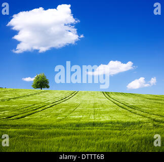 Sommerlandschaft Stockfoto
