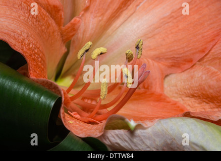 Orange Amaryllis Blume Makro Stockfoto