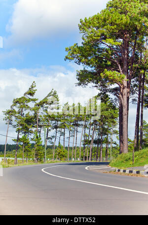 Die Straße in den Wald. Mauritius Stockfoto