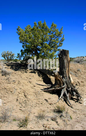 Leben und Tod in New Mexiko Stockfoto