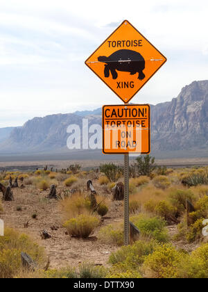 Schildkröte-Kreuzung Stockfoto