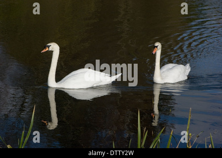 Ein paar Höckerschwäne auf See Stockfoto