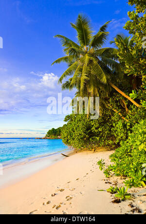 Palmen am tropischen Strand Stockfoto