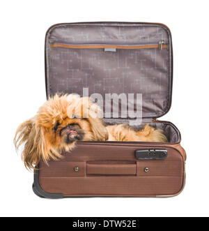 Hund im Reise-Etui Stockfoto