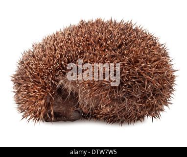 Igel, die isoliert auf weißem Hintergrund Stockfoto