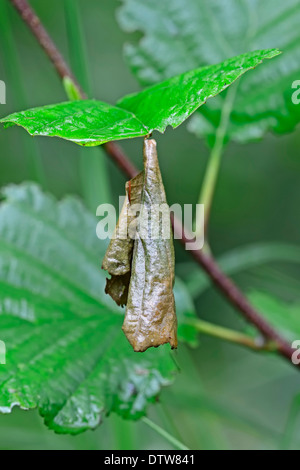 Young Barbary Affe / (Macaca Sylvanus, Macaca Sylvana) / Barbary Ape Stockfoto