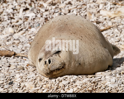 Mittelmeer-Mönchsrobbe entspannen am Kiesstrand Stockfoto