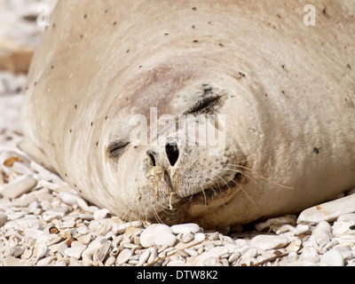 Mittelmeer-Mönchsrobbe entspannen am Kiesstrand Stockfoto