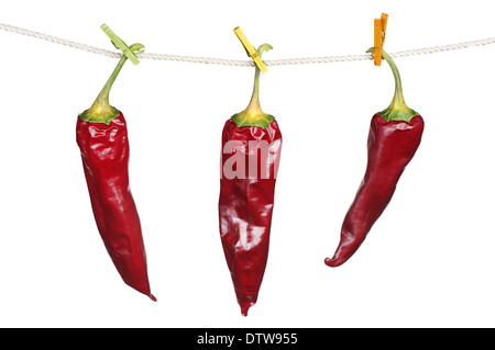 Drei trockene rote Chilischoten, die hängen an einem Seil isoliert auf weißem Hintergrund Stockfoto