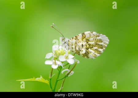 Hund Stinkmorchel, North Rhine-Westphalia, Deutschland / (Mutinus Caninus) Stockfoto