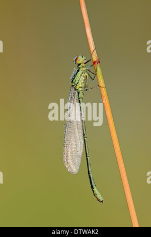 Kleinen rotäugigen Damselfly Stockfoto