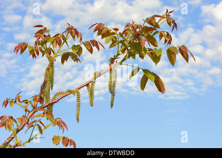 Gemeinsamen Walnut Tree Stockfoto