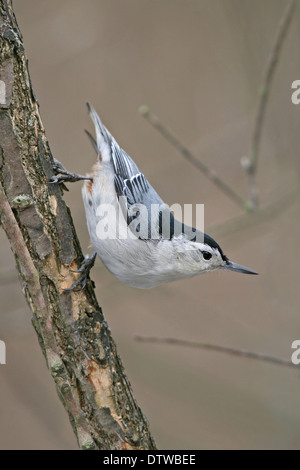 Eine niedliche kleine Vogel, The White Breasted Kleiber In A typische Haltung, Sitta carolinensis Stockfoto