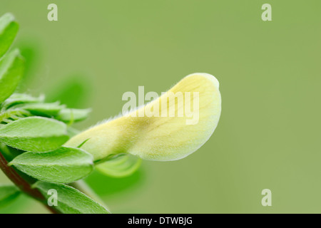 Behaarte gelbe Wicke Stockfoto