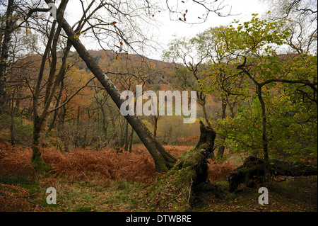 Umstürzenden Baum in hohen Hows Holz, Borrowdale, im Lake District National Park Stockfoto