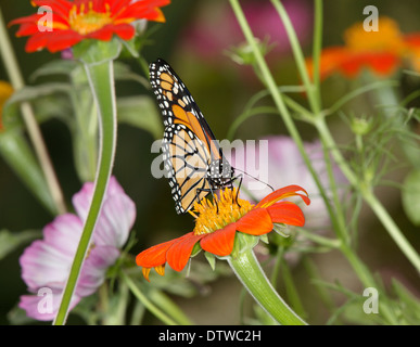 Ein Monarchfalter auf A Flower, Danaus plexippus Stockfoto