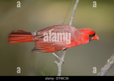 Nördlichen Kardinal, Männlich, Cardinalis Cardinalis, immer bereit für Take Off Stockfoto