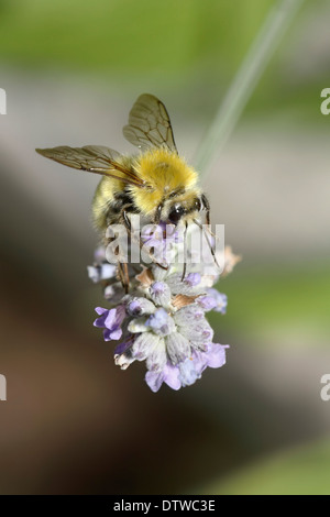 Die gemeinsame Carder Bumblebee Nectaring auf Blumen, Bombus pascuorum Stockfoto