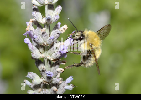 Die gemeinsame Carder Bumblebee In Flight, Bombus pascuorum Stockfoto