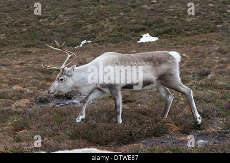 Cairngorm, UK, 24. Februar 2014, eine einsame weibliche Rentiere bis am Cairngorm Berg in Scotlan Credit: Keith Larby/Alamy Live News Stockfoto