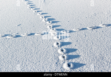 Sich überschneidenden Fußabdrücke Tier auf der Oberfläche eines gefrorenen Sees Stockfoto