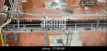 Tampa, Florida - Bierflaschen auf einem Förderband in der Yuengling Brauerei. Stockfoto