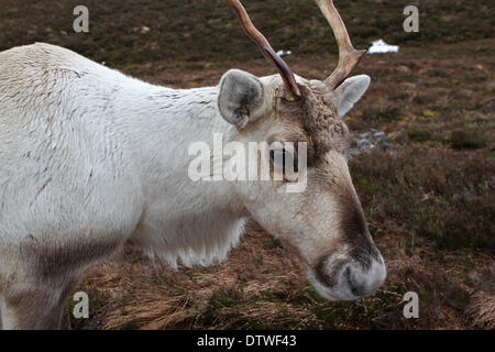 Cairngorm, UK, 24. Februar 2014, eine weibliche Rentiere sich am Cairngorm Berg in Scotlan Credit: Keith Larby/Alamy Live News Stockfoto