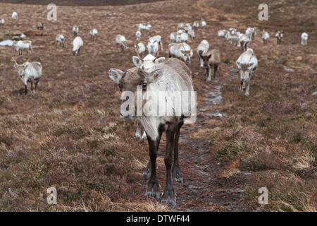 Cairngorm, UK, 24. Februar 2014, A Herde Rentiere roaming frei in ihrem natürlichen Lebensraum auf der Cairngorm Berg Scotlan Credit: Keith Larby/Alamy Live News Stockfoto