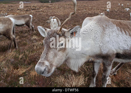 Cairngorm, UK, 24. Februar 2014, füttern die Rentiere bis am Cairngorm Berg in Schottland ist eine tägliche Reise organisiert vom Cairngorm Rentier Centre in Glenmor Credit: Keith Larby/Alamy Live News Stockfoto