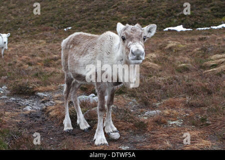 Cairngorm, UK, 24. Februar 2014, die Rentiere suchen Nahrung satt zu ihnen von einem Mitglied des Personals am Cairngorm Berg in Scotlan Credit: Keith Larby/Alamy Live News Stockfoto