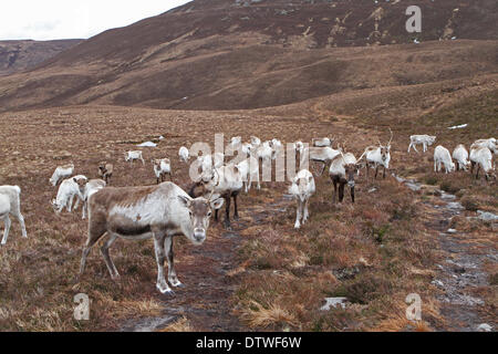 Cairngorm, UK, 24. Februar 2014, The Reindeer Fuß gegen ein Mitglied des Personals auf der Cairngorm Berg in Schottland zu Fe Credit: Keith Larby/Alamy Live News Stockfoto